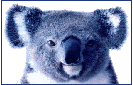 AEN Koala